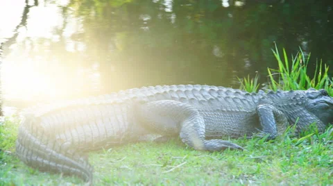 Alligator in Florida Video stock 64256582