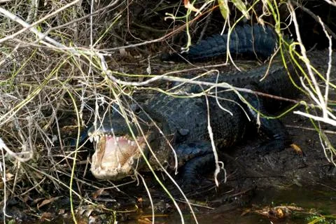Alligator in Florida Stock Photos