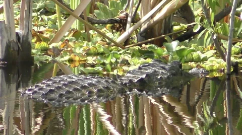 Alligator in the Florida wilderness Stock Footage 49035472
