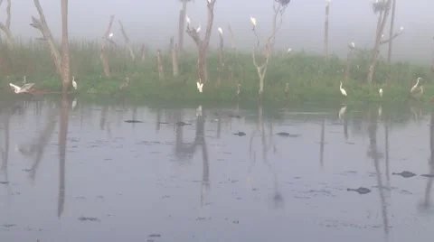 Alligator in the Fog Video stock 42685190