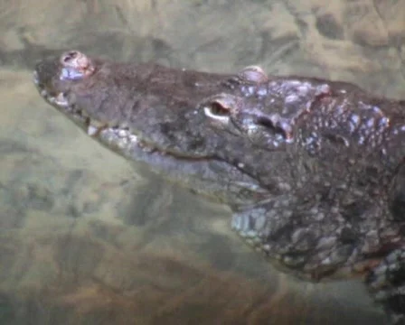 Alligator  Stockbeeldmateriaal 63669