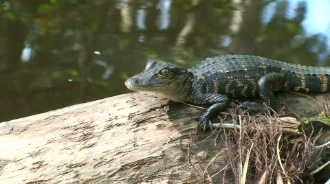 Alligator Stock Footage 534507