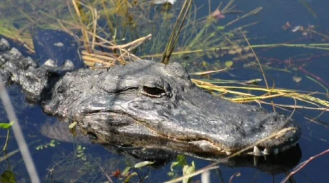 Alligator Stock Footage 572745