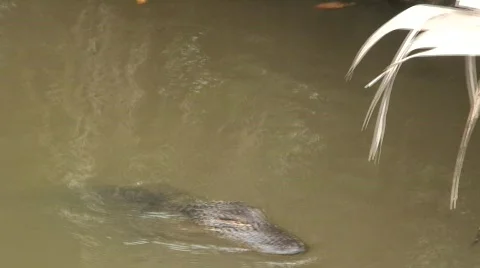 Alligator Stock Footage 592928