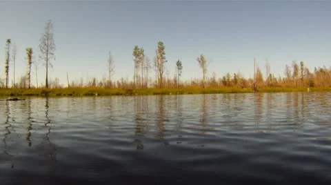 Alligator Vídeo Stock 8931025