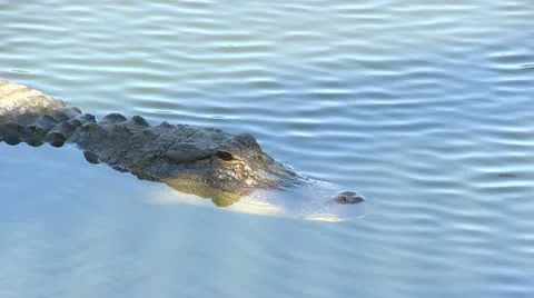 Alligator Stock Footage 12373556