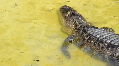 Alligator Video stock 33516909