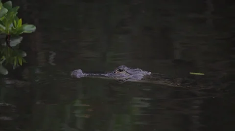 Alligator Stock Footage 37351776