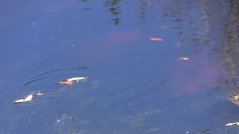 Alligator Stock Footage 88632945