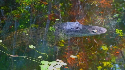 Alligator Video stock 162950165