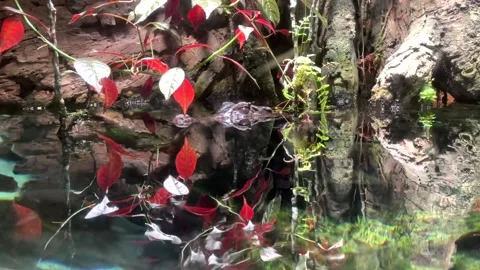 Alligator Stock Footage 177233419