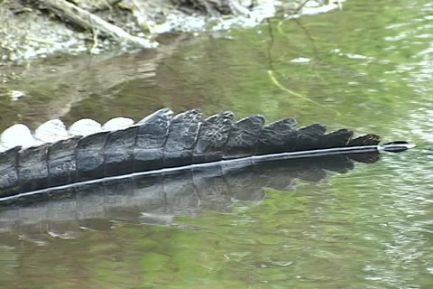 Alligator full length pan Stock Footage 98263451