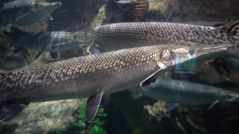 The alligator gar fish Stock-Footage 103106941