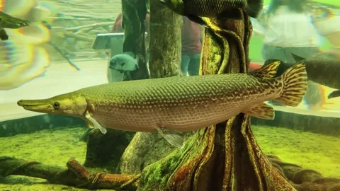  Alligator Gar fish  Stock Footage 231273731