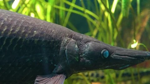 An alligator gar fish Stock Footage 267608769