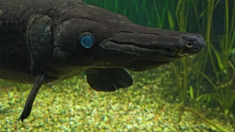 An alligator gar fish Stock Footage 277363334