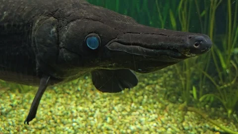 A alligator gar fish head Stock Footage 277420588