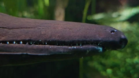 An Alligator gar fish head Stock Footage 296837100