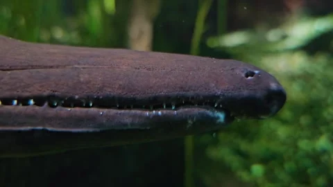Alligator gar fish head Stock Footage 296847128