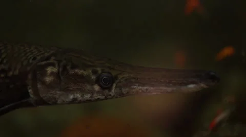 Alligator Gar Stock Footage 35478574