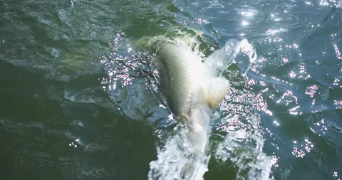 Alligator Gar Snapping For Air While Being Reeled in Stock Footage 219299006
