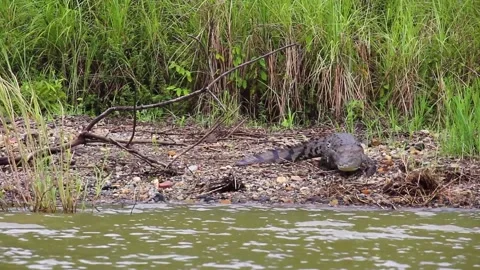 Alligator going in water Stock Footage 155355304