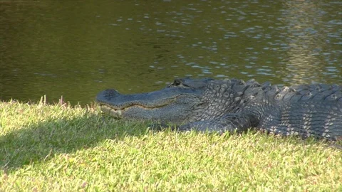 Alligator in grass by pond. Sunbathing cu B Stock Footage 106879809