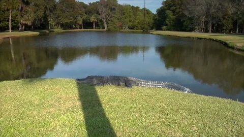 Alligator in grass by pond. Sunbathing wide Video stock 106879855