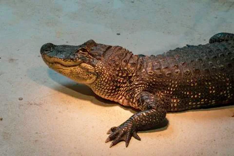 Alligator on the ground close up Stock Photos