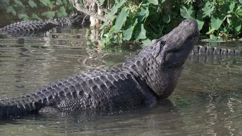 Alligator growling forcing bubbles to the waters surface in Orlando Florida, 4k Stock Footage 129035717