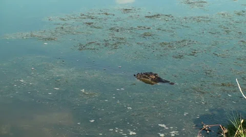 Alligator head above water Stock Footage 35753757