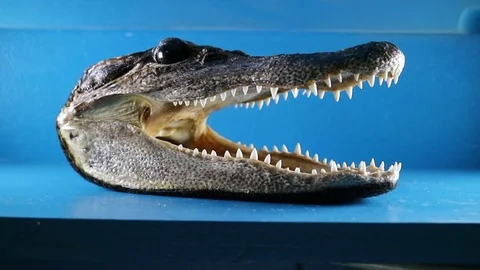 Alligator Head on Blue Background Stock Footage 79570864