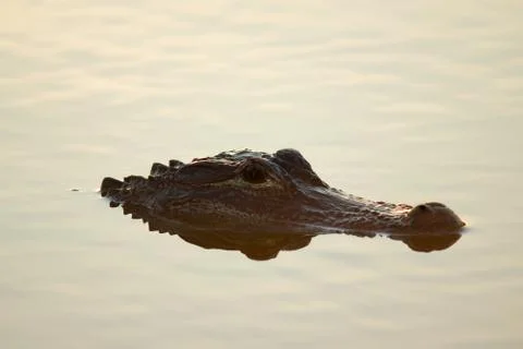 Alligator Head Closeup Stock Photos