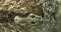 Alligator with head floating reflection HD HD Footage