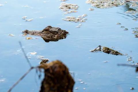Alligator Head Floating in Water Stock Photos