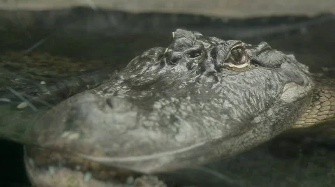 Alligator head 스톡 동영상 664990