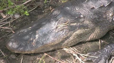 Alligator Head Stock Footage 10723078