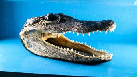 Alligator Head Stock Photos