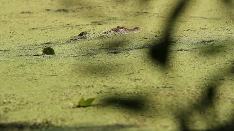 Alligator Head In Swamp Stock Footage 26594811