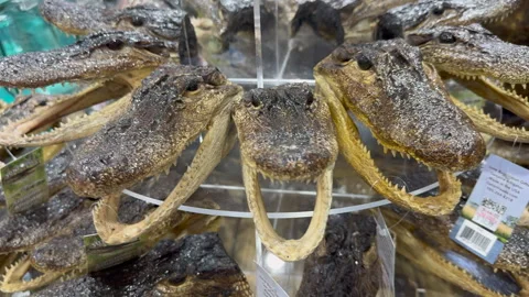 Alligator heads Stock Footage 289013176