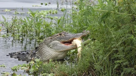 alligator hiding with a fish in its mou... | Stock Video | Pond5