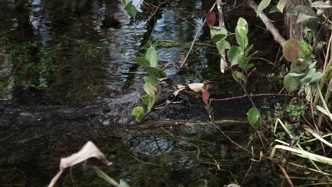 An Alligator Hiding in the River, Everglades Video stock 71350177