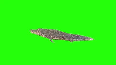 Alligator idle Stock Footage 320872363