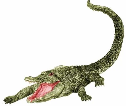 Alligator Stock Illustration