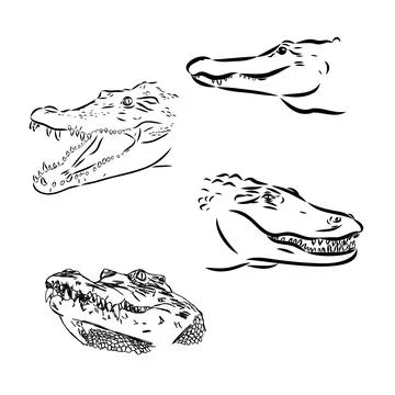 Alligator illustration in doodle style. Vector isolated on a white background Stock Illustration