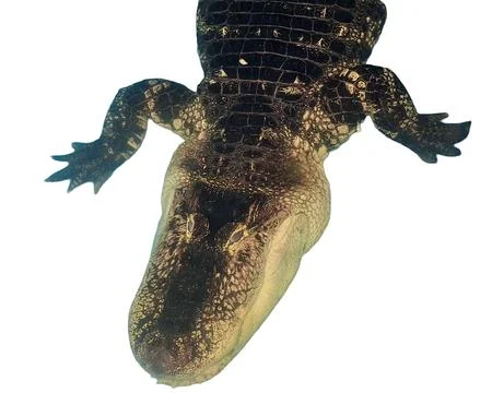 Alligator isolated on white background 写真素材