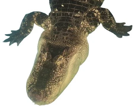 Alligator isolated on white background 库存照片