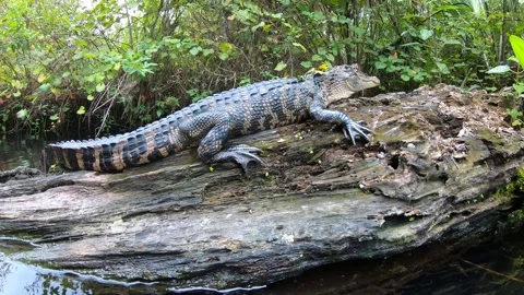 Alligator Jumping Video stock 251489801