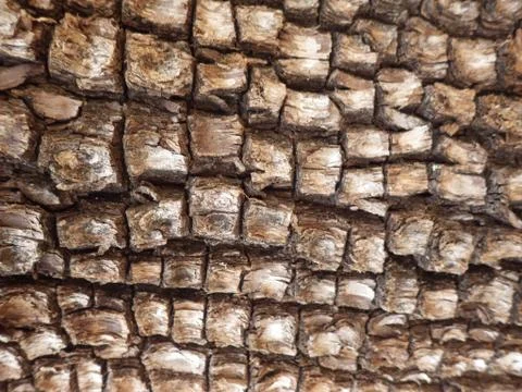 Alligator Juniper Tree Bark Up Close - Sedona, Arizona Stock Photos