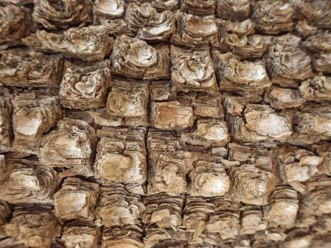 Alligator Juniper Tree Bark Up Close - Sedona, Arizona Stock Photos